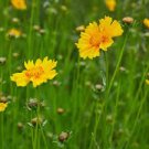 30 PCS Seeds Yellow Coreopsis Sunray Lance Leaf
