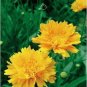 30 PCS Seeds Yellow Coreopsis Sunray Lance Leaf