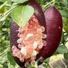 10 PCS Seeds Yellow Finger Lime Pomegrante Plant 10 PCS Seeds Yellow Finger Lime Pomegrante Plant