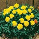 50 PCS Seeds Yellow French Marigold 50 PCS Seeds Yellow French Marigold