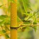 50 PCS Seeds Yellow Fresh Bamboo 50 PCS Seeds Yellow Fresh Bamboo