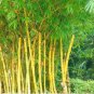 50 PCS Seeds Yellow Fresh Bamboo