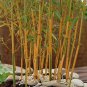 50 PCS Seeds Yellow Fresh Bamboo