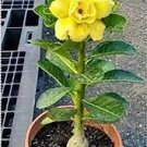 4 PCS Seeds Yellow Golden Double Petals with Irregular Red Stripes Bonsai 4 PCS Seeds Yellow Golden Double Petals with Irregular Red Stripes Bonsai