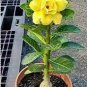 4 PCS Seeds Yellow Golden Double Petals with Irregular Red Stripes Bonsai