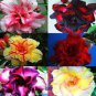 4 PCS Seeds Yellow Golden Double Petals with Irregular Red Stripes Bonsai