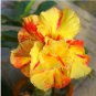 4 PCS Seeds Yellow Golden Double Petals with Irregular Red Stripes Bonsai