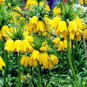 20 PCS Seeds Yellow Imperial Crown bonsais Fritillaria imperialis Lutea Flowers