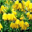 200 PCS Seeds Yellow Imperial Crown Fritillaria Imperialis Lutea Easy 200 PCS Seeds Yellow Imperial Crown Fritillaria Imperialis Lutea Easy