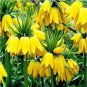 200 PCS Seeds Yellow Imperial Crown Fritillaria Imperialis Lutea Easy
