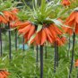 200 PCS Seeds Yellow Imperial Crown Fritillaria Imperialis Lutea Easy