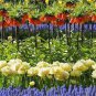 200 PCS Seeds Yellow Imperial Crown Fritillaria Imperialis Lutea Easy