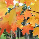 100 PCS Seeds Yellow Maple Tree