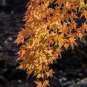 100 PCS Seeds Yellow Maple Tree