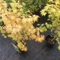 100 PCS Seeds Yellow Maple Tree