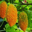 8 PCS Seeds Yellow Momordica Organic Seeds Smallest Bitter Melon