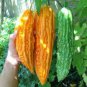 8 PCS Seeds Yellow Momordica Organic Seeds Smallest Bitter Melon