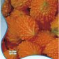 8 PCS Seeds Yellow Momordica Organic Seeds Smallest Bitter Melon