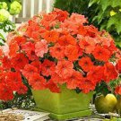 200 PCS Seeds Yellow Orange Star Petunia 200 PCS Seeds Yellow Orange Star Petunia