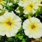 200 PCS Seeds Yellow Orange Star Petunia