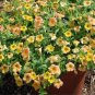 200 PCS Seeds Yellow Orange Star Petunia