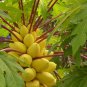 6 PCS Seeds Yellow Papaya Tree Female