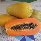6 PCS Seeds Yellow Papaya Yellow Skin Organic Fruit 6 PCS Seeds Yellow Papaya Yellow Skin Organic Fruit