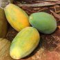 6 PCS Seeds Yellow Papaya Yellow Skin Organic Fruit