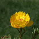 100 PCS Seeds Yellow Portulaca Grandiflora