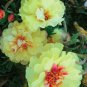 100 PCS Seeds Yellow Portulaca Grandiflora