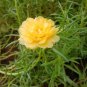 100 PCS Seeds Yellow Portulaca Grandiflora