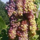 100 PCS Seeds Yellow Red Cluster of Sweet Grape 100 PCS Seeds Yellow Red Cluster of Sweet Grape