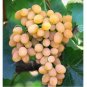 100 PCS Seeds Yellow Red Cluster of Sweet Grape