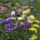 30 PCS Seeds Yellow Perennial Sea Lavender Brilliant Enchanting Limonium