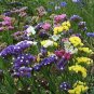 30 PCS Seeds Yellow Perennial Sea Lavender Brilliant Enchanting Limonium