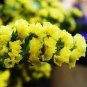 30 PCS Seeds Yellow Perennial Sea Lavender Brilliant Enchanting Limonium