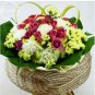 30 PCS Seeds Yellow Perennial Sea Lavender Brilliant Enchanting Limonium