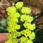30 PCS Seeds Yellow Perennial Sea Lavender Brilliant Enchanting Limonium