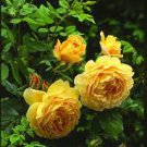 100 PCS Seeds Yellow Rose Golden Celebration Aromatic 100 PCS Seeds Yellow Rose Golden Celebration Aromatic