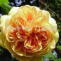 100 PCS Seeds Yellow Rose Golden Celebration Aromatic