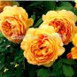 100 PCS Seeds Yellow Rose Golden Celebration Aromatic