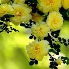 50 PCS Seeds Yellow Short Climbing Rose
