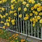 50 PCS Seeds Yellow Short Climbing Rose