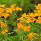 50 PCS Seeds Yellow Siberian Wallflower Flower 50 PCS Seeds Yellow Siberian Wallflower Flower