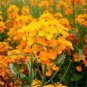 50 PCS Seeds Yellow Siberian Wallflower Flower