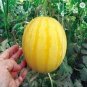 100 PCS Seeds Yellow Skin Red Seedless Watermelon