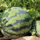 20 PCS Seeds Yellow Skin Yellow Inside Sweet Round Watermelon 'Wu Feng' Organic