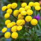50 PCS Seeds Yellow Spice Snowball Flower