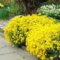 50 PCS Seeds Yellow Spice Snowball Flower