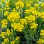 50 PCS Seeds Yellow Spice Snowball Flower